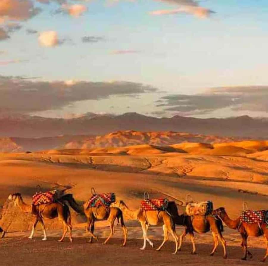 DINNER IN AGAFAY DESERT UNDER THE STARS WITH SHOW AND CAMELS - Why Agafay works for a five-hour evening