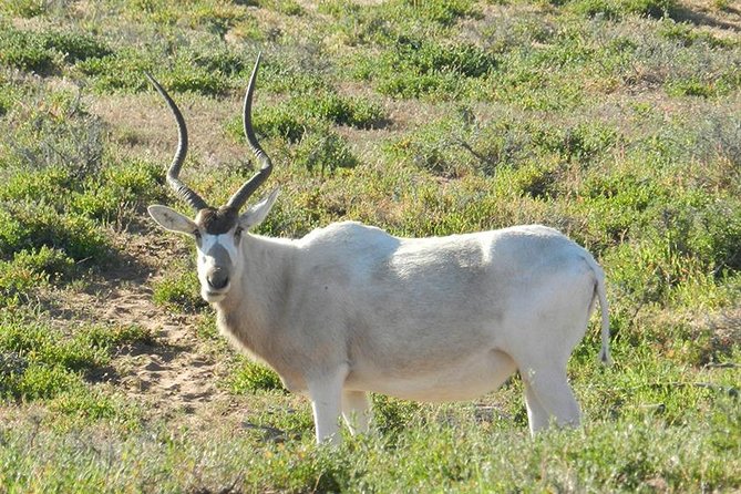 Discovery of the Souss Massa Animal Park in 4x4 - Key points to know before booking