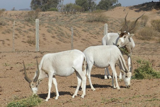 Discovery of the Souss Massa Animal Park in 4x4 - Why this Agadir day trip is different