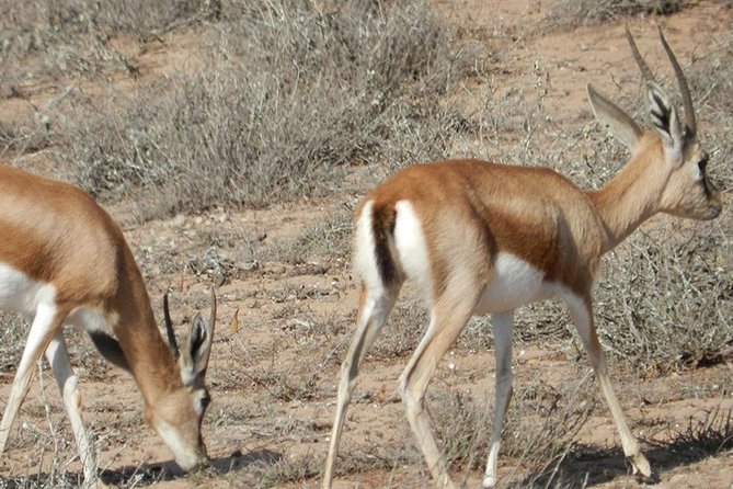 Discovery of the Souss Massa Animal Park in 4x4 - Tiznit’s walls and silver workshops