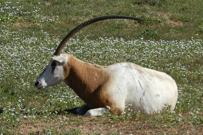 Discovery of the Souss Massa Animal Park in 4x4 - Tifnit and the sandy Atlantic route