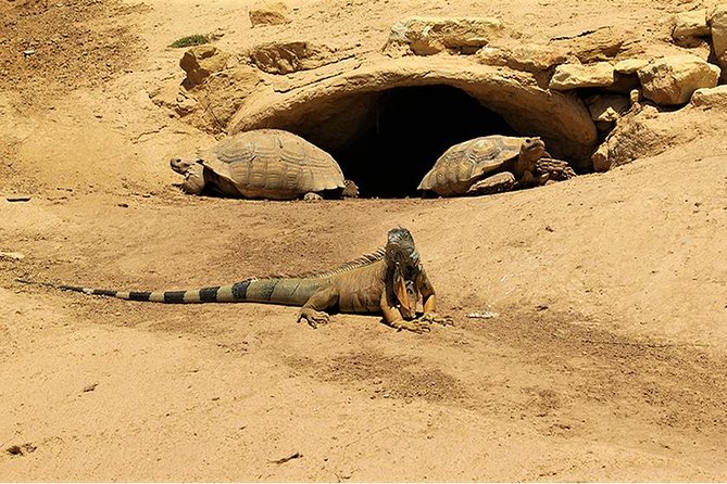 Effortless Agadir Crocoparc Ticket and Transfer Service - The entrance starts with a giant crocodile photo