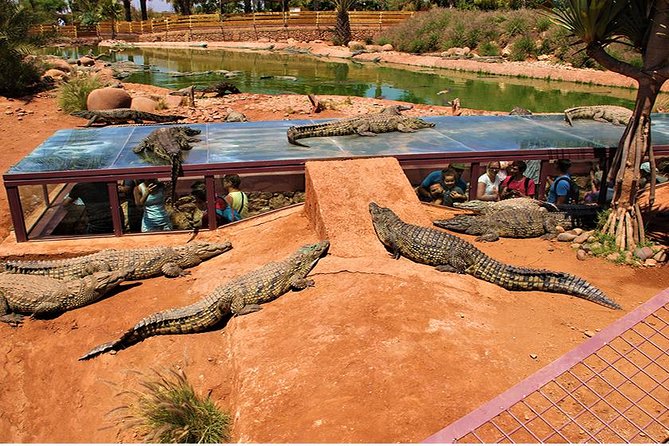 Effortless Agadir Crocoparc Ticket and Transfer Service - Two playgrounds make the visit easier for parents