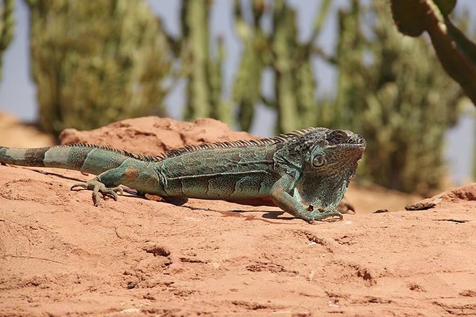 Effortless Agadir Crocoparc Ticket and Transfer Service - What the driver and guide add