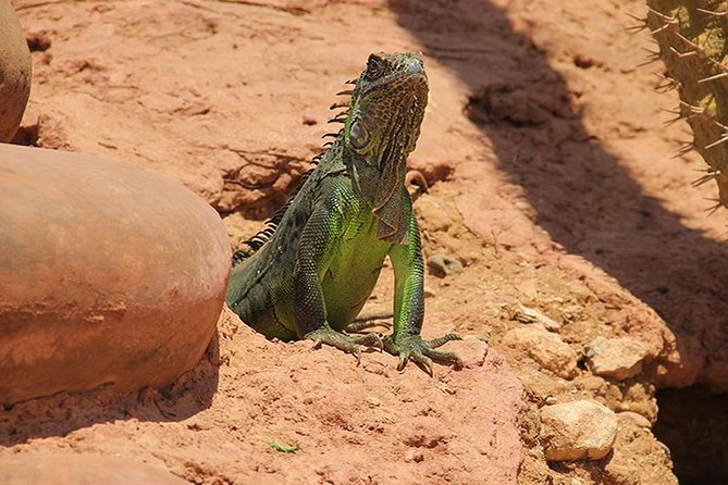 Effortless Agadir Crocoparc Ticket and Transfer Service - Is $28.31 good value?
