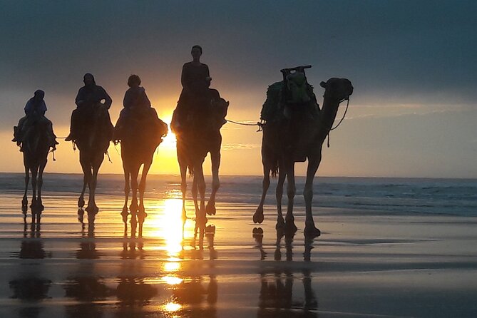 Essaouira 1 hour discovery ride on the back of a camel - Along Essaouira’s wild beaches