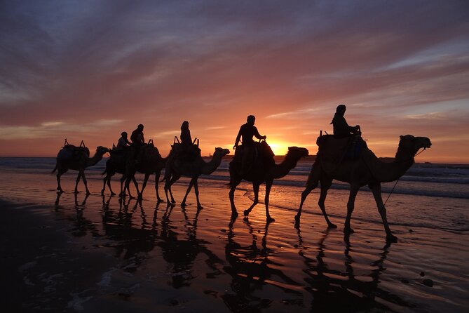 Essaouira 1 hour discovery ride on the back of a camel - The Portuguese Borj finish