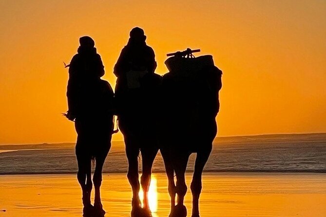 Essaouira 1 hour discovery ride on the back of a camel - Passing through the eucalyptus forest