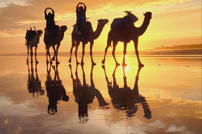 Essaouira 2-Hour Camel Adventure Ride - The dromedaries and the pace of the ride