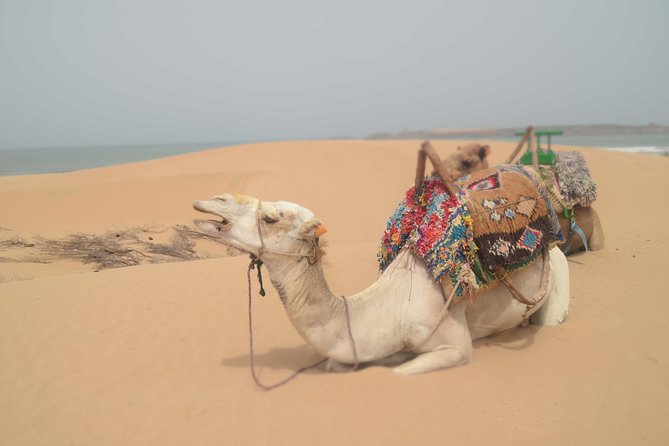 Essaouira 2-Hour Camel Adventure Ride - Mostafa’s personal touch