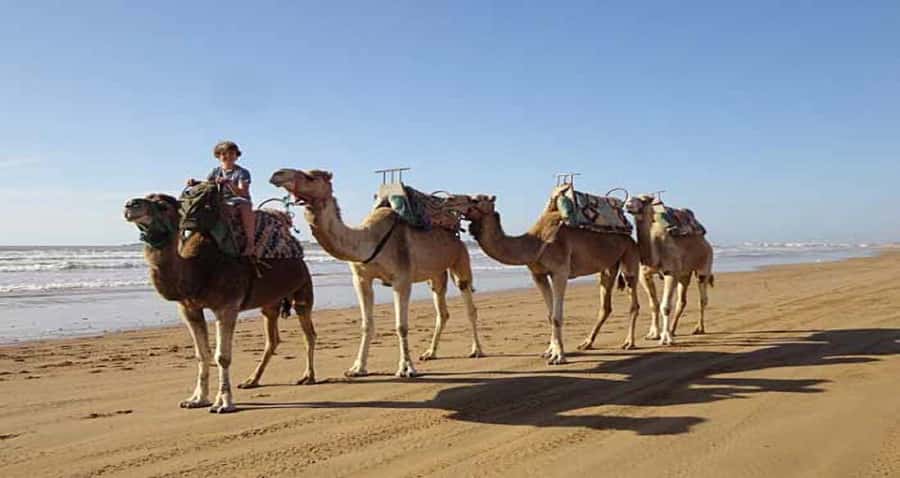 Essaouira: 2-Hour Camel Ride - Who should book this ride?