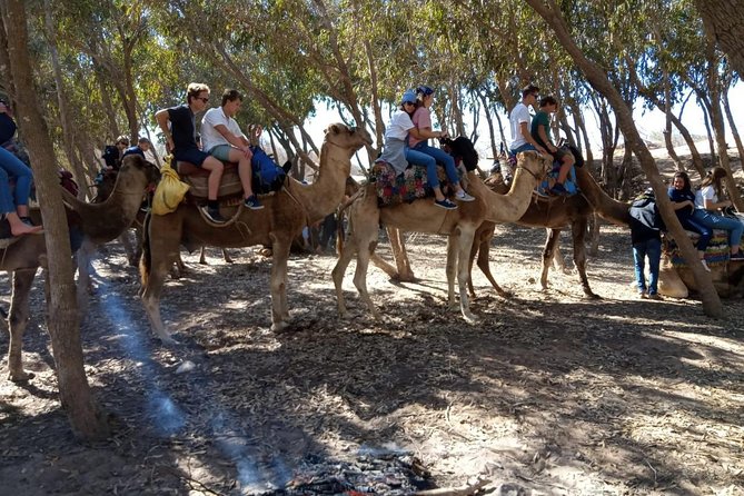 Essaouira Activities: Discover Essaouira by Quad - Is $46.34 a fair price?