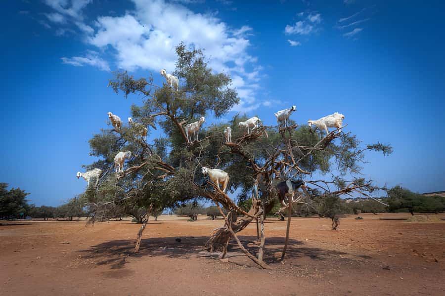 Essaouira Day Trip from Agadir - Why Essaouira is worth the long drive