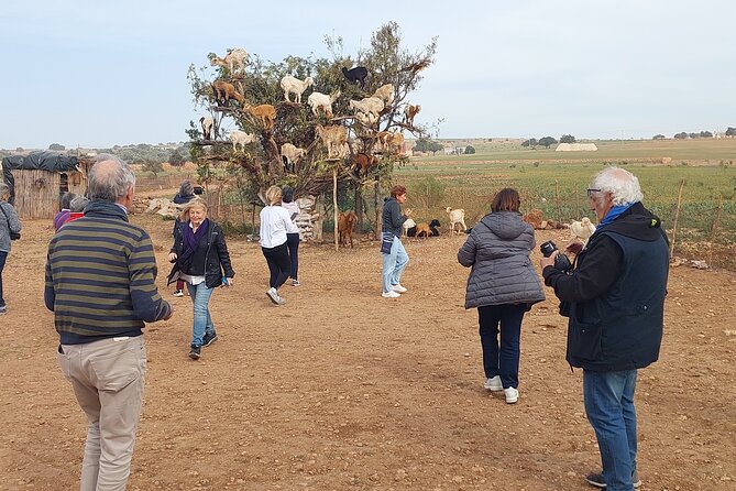 Essaouira day trip from Agadir & Taghazout - The road from Agadir is half the experience