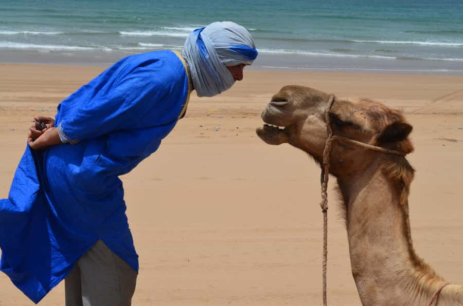 Essaouira: One Hour Dromedary Ride - Meeting the Dromedaries at Ranch de Diabat