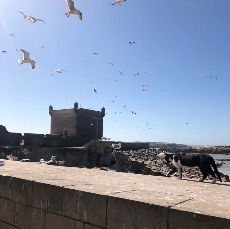 Essaouira: Private City Tour - Starting at the fishing port and old watchtower