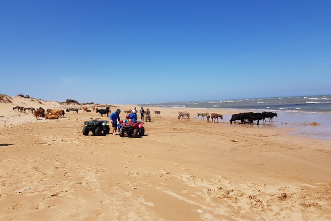 Essaouira: Quad ride / family & friends (free transfer) - Argan forests and the route to Sidi Kaouki