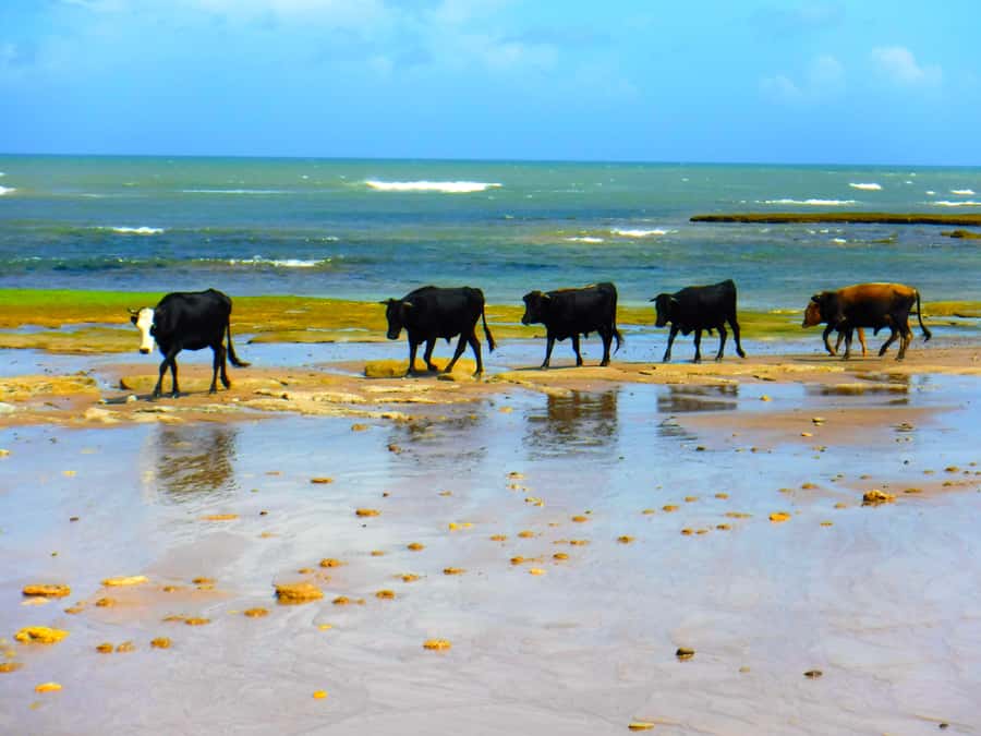 Essaouria: Beach & Big Dunes 2-Hour Quad Biking Tour - Crossing the Oued Ksob toward the coast