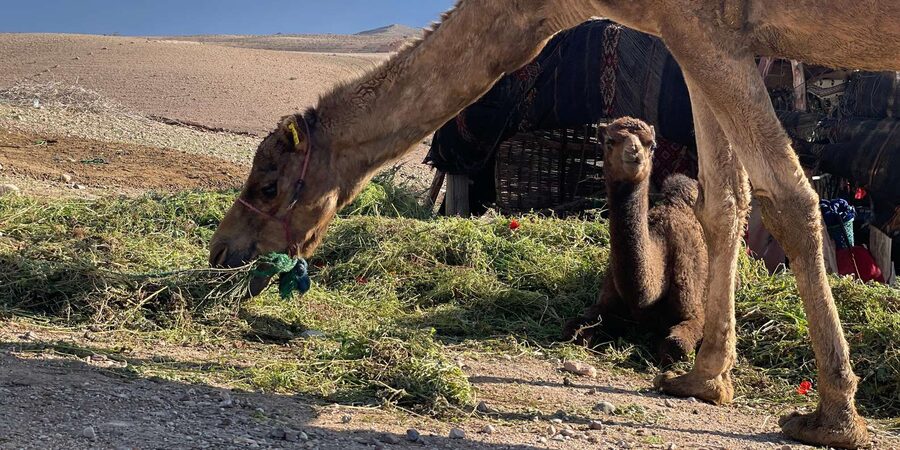 Evening Marrakech: Agafay Desert Quad , Camel & Dinner Shows - What the $23 price really covers