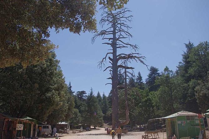 Excursion from Fez to Midle Atlas - Ifrane National Park and the first mountain views