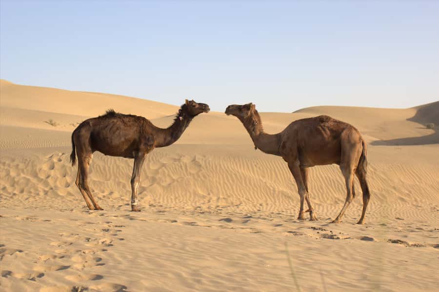 From Agadir: 4×4 Jeep Sahara Desert Tour with Lunch - Youssef Ben Tachfine Dam and mountain views