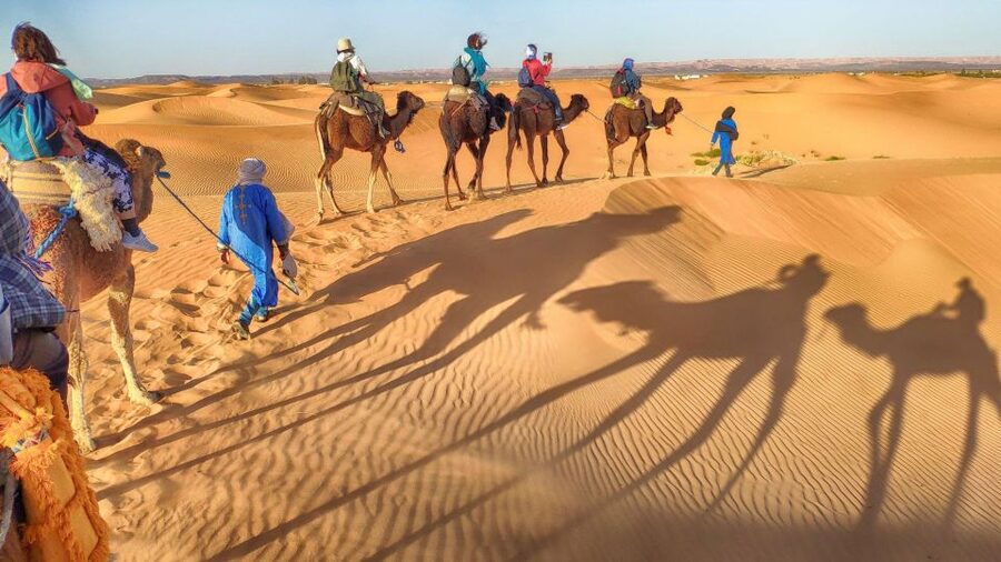 From Agadir: Camel Ride and Flamingo Trek - Who will enjoy this most