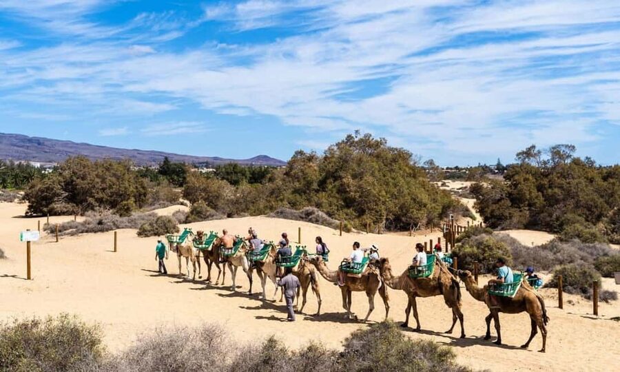 From Agadir: Camel Ride and Flamingo Trek - Riding through forest and open ground