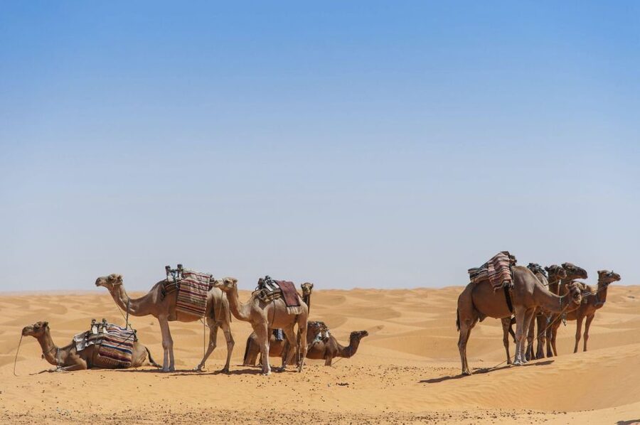 From Agadir: Camel Ride and Flamingo Trek - Sunset timing and the serious heat warning