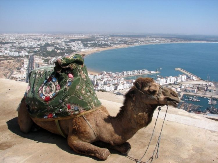 From Agadir: City Tour with Hotel or Port Transfers - The mosque visit is architectural, not an interior tour
