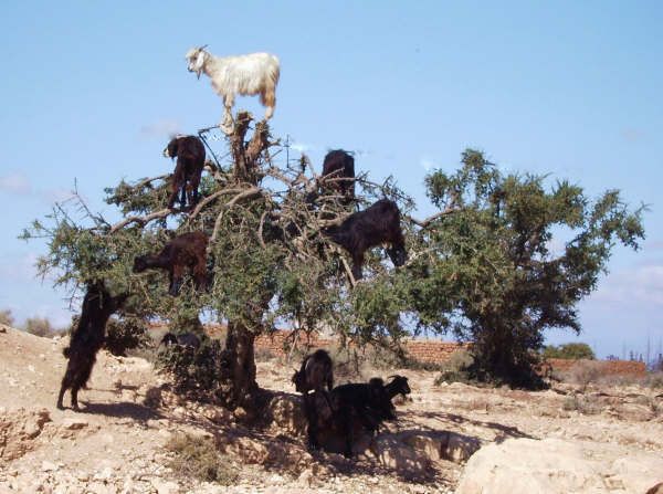 From Agadir: Half-Day Tour to Taroudant - Is $88 a fair price for this experience?