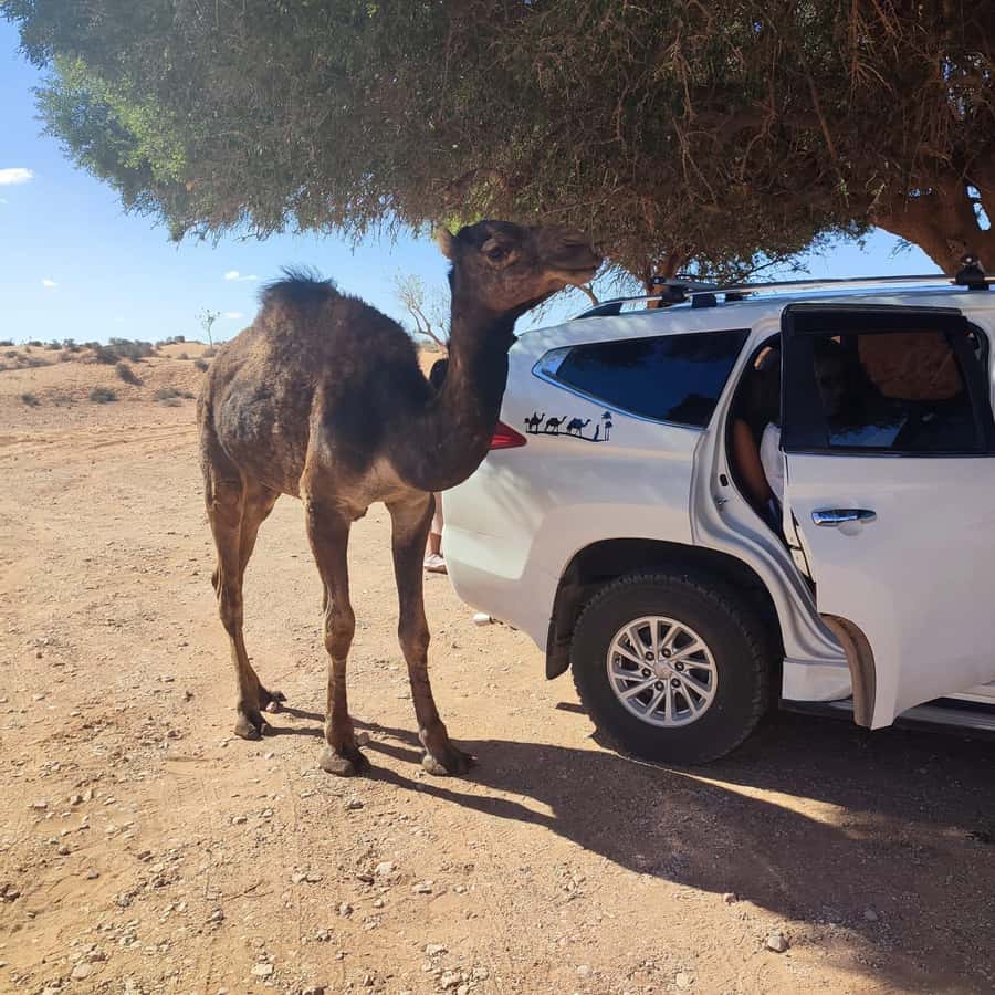 From Agadir: Mini Sahara Day Tour with Lunch - Why this day trip works from Agadir