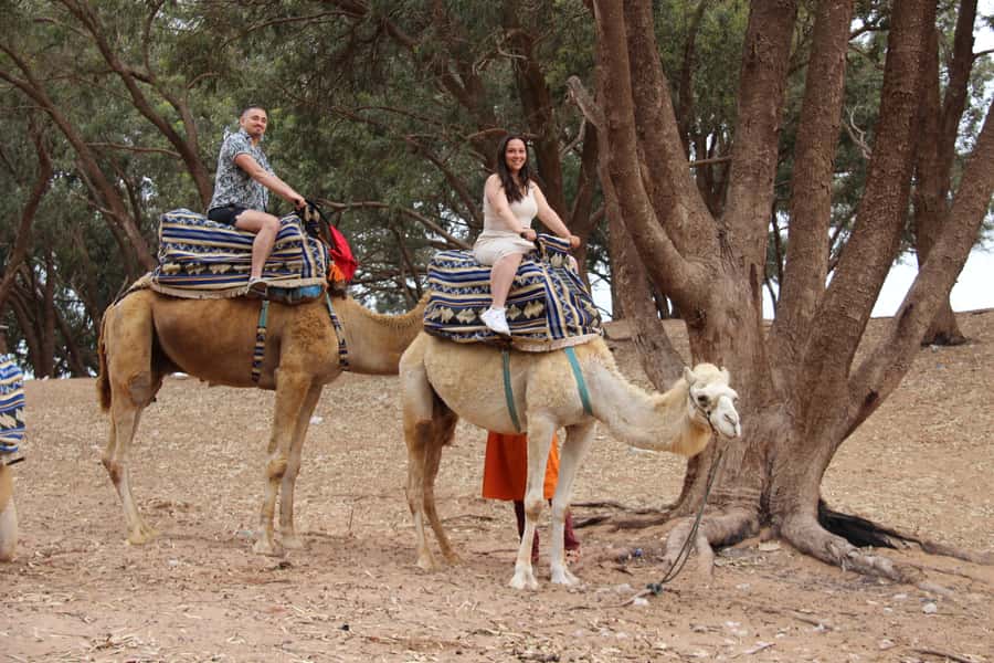 From Agadir or Taghazout: Camel Ride Berber Tour Experience - Riding through the eucalyptus forest