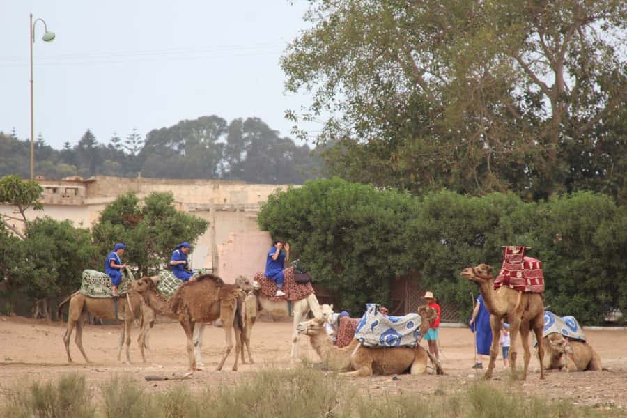 From Agadir or Taghazout: Camel Ride Berber Tour Experience - The ride length and what it feels like