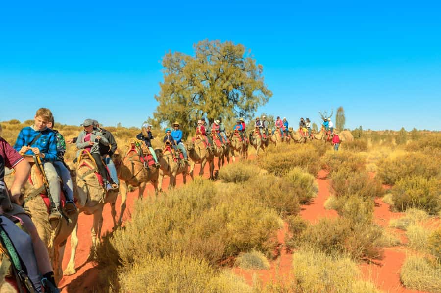 From Agadir or Taghazout: Camel Ride Berber Tour Experience - Meeting the camels and settling into the saddle