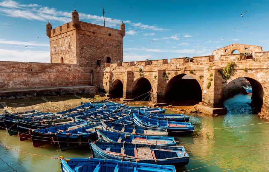 From Agadir or Taghazout : Essaouira Day Trip - The roadside argan-tree goat stop