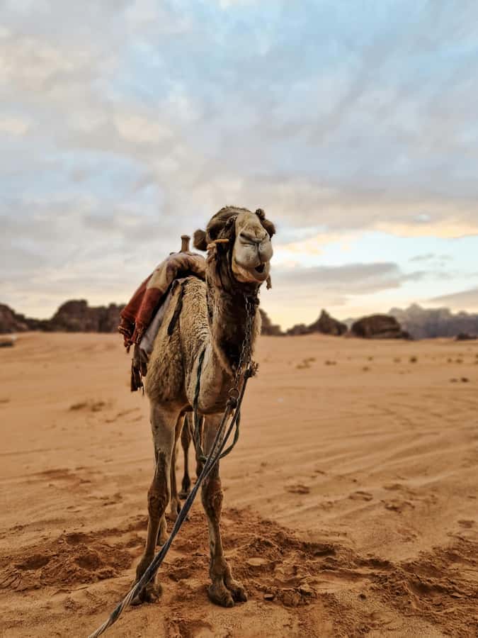 From Agadir: Sahara Desert Day Trip and Camel Ride - Through the Massa Valley and Souss-Massa