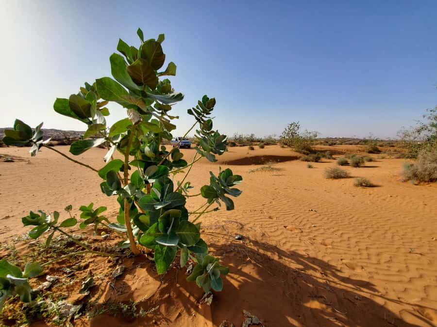 From Agadir: Sahara Desert Day Trip and Camel Ride - The Mini Sahara dunes and camel ride