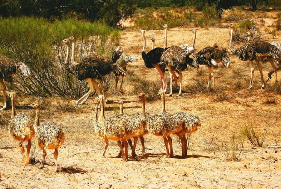 From Agadir: Souss-Massa National Park Tour with Lunch - Key Points to Know Before You Go