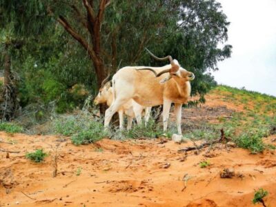 Souss-Massa National Park Tour with Lunch