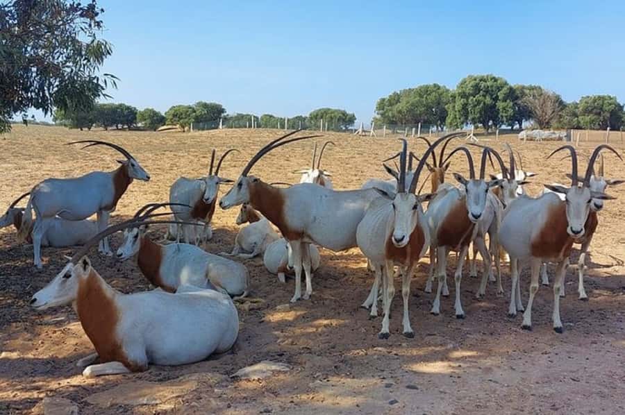 From Agadir: Souss-Massa National Park Tour with Lunch - Cliffs, Birds, and the Edge of the Atlantic