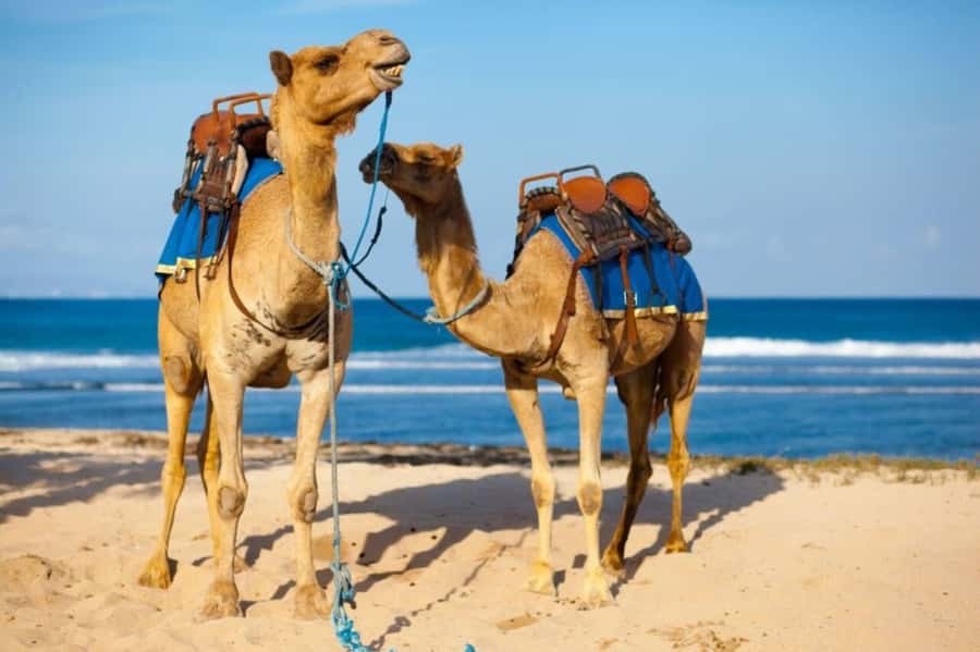 From Agadir: Souss River Camel Ride - Riding through eucalyptus trees and the Souss River area