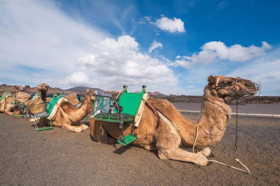 From Agadir: Souss River Camel Ride - How long does the experience really take?