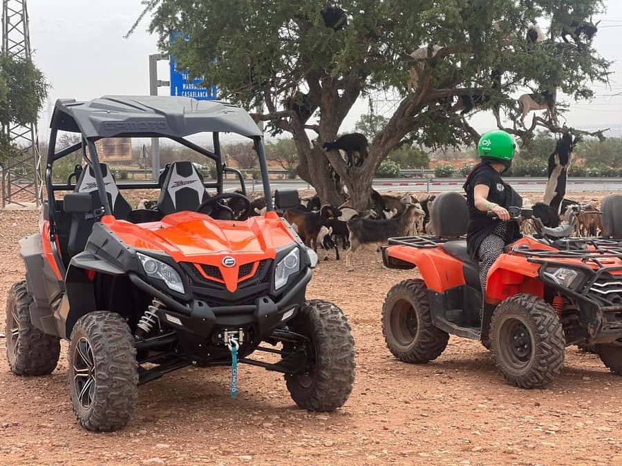 From Agadir/Taghazout: Buggy Safari Adventure & Moroccan Tea - Who will enjoy it most
