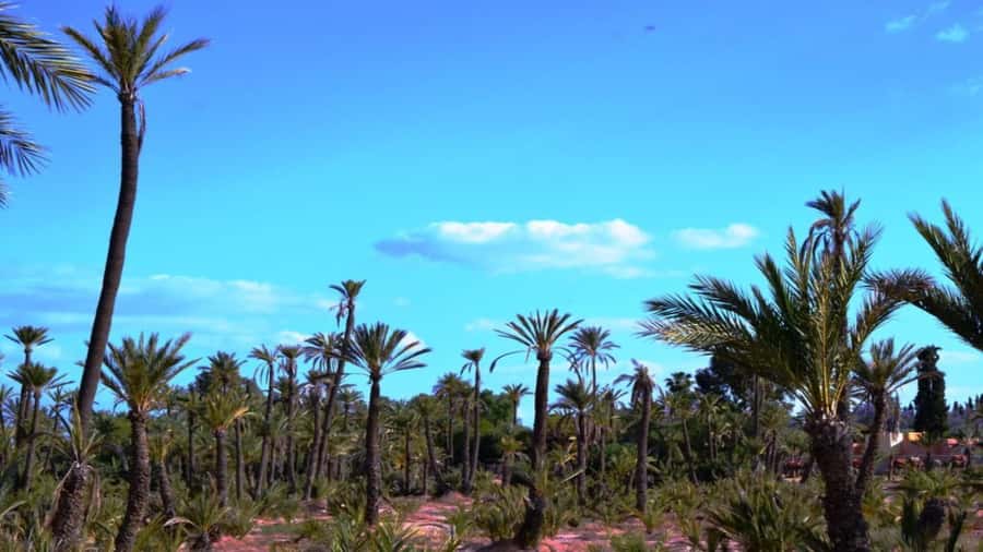 From Casablanca: Day Trip to Marrakech with Camel Ride - Bahia Palace, Mellah, and the details of old Marrakech