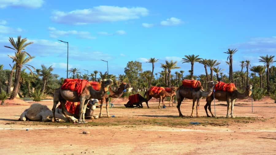 From Casablanca: Day Trip to Marrakech with Camel Ride - The Secret Garden and a useful pause from the crowds