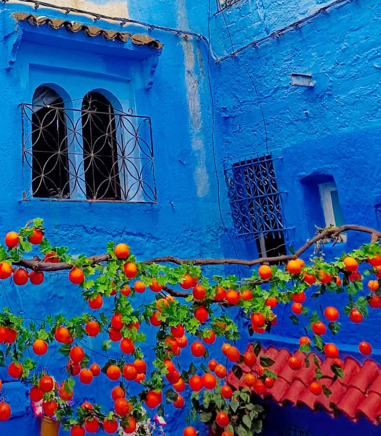 From Fez : Memorable Day Trip to Chefchaouen the Blue City - Four Hours Among the Blue Streets