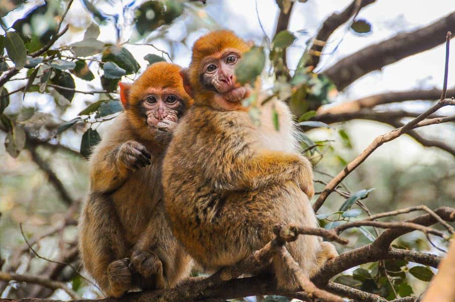 From Fez: Middle Atlas and Monkey Forest Day Trip - Ain Vital gives you the first big view