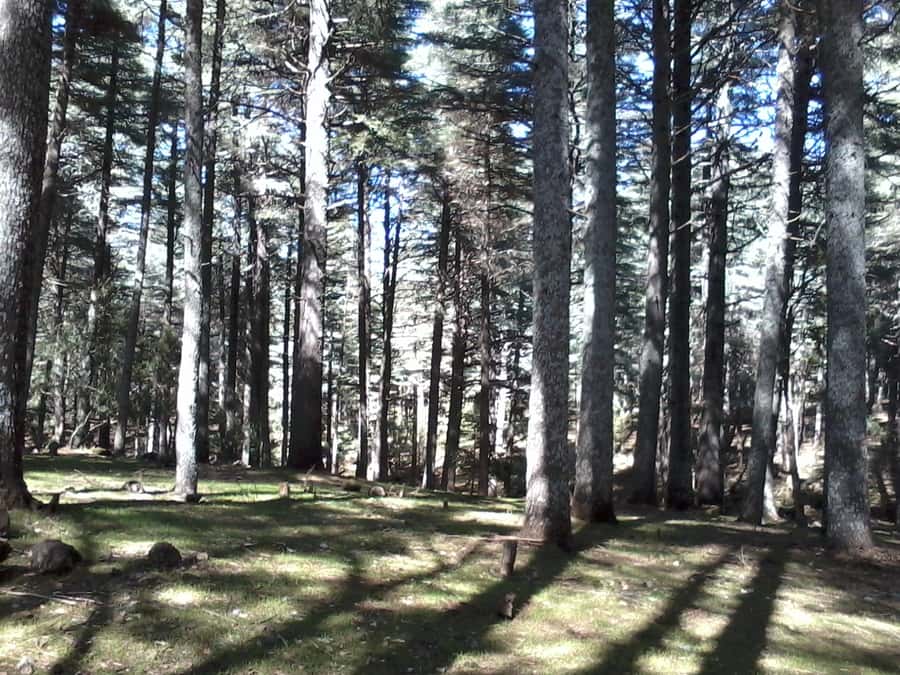 From Fez: Middle Atlas Day Trip with Ifrane National Park - Azrou and Everyday Amazigh Traditions