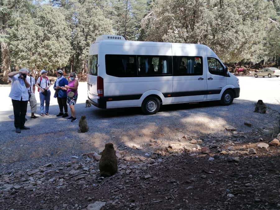 From Fez: Middle Atlas Day Trip with Ifrane National Park - Inside a Traditional Cave Home