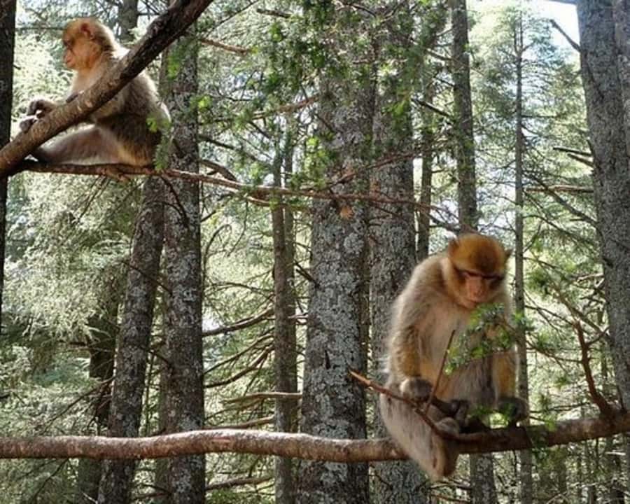 From Fez: Middle Atlas Ifran and Forest of Monkeys Day Trip - Ifrane, Morocco’s unusual mountain town